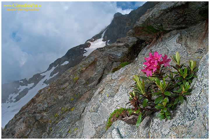 Rhododendron ferrugineum, fiori di montagna, alpini, fotografia, foto, alpine flowers, alpi marittime